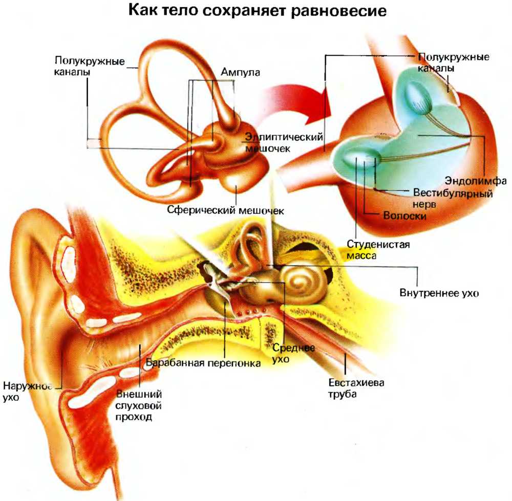 Внутреннее ухо содержит. Вестибулярный аппарат внутреннего уха строение. Вестибулярный аппарат внутреннего уха. Структуры уха и вестибулярного аппарата. Строение слухового анализатора анатомия.