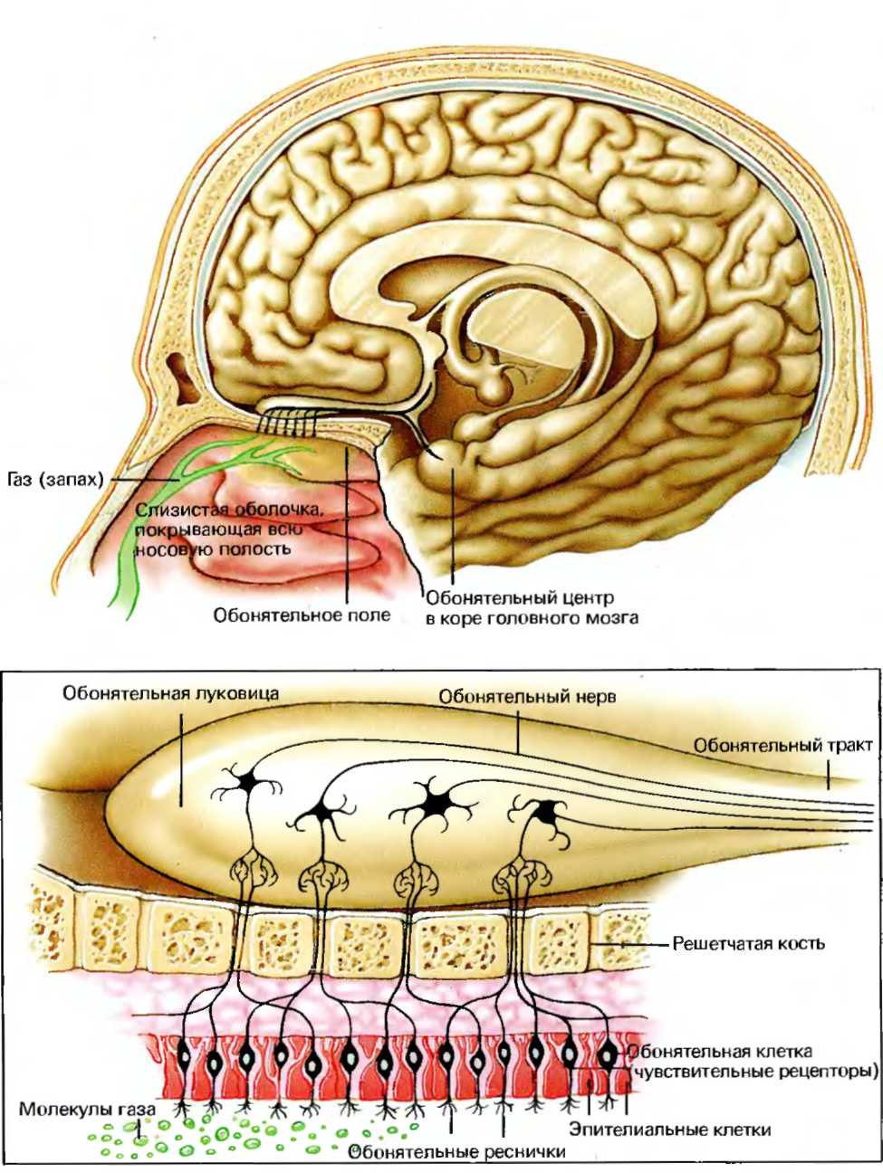 Обонятельный нерв отдел анализатора. Обонятельная система головного мозга. Обонятельный анализатор мозг. Обонятельный центр мозга. Структуры обонятельного мозга расположены.
