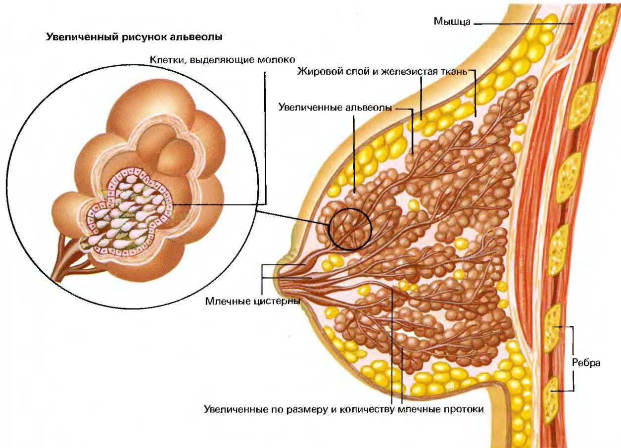 Строение женских молочных желез