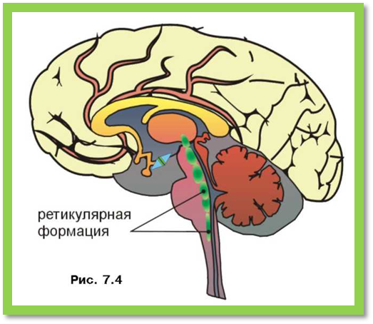 Ретикулярная формация головного мозга. Ретикулярная формация ствола мозга. Ретикулярная формация головного мозга строение. Ретикулярная формациястволамога.