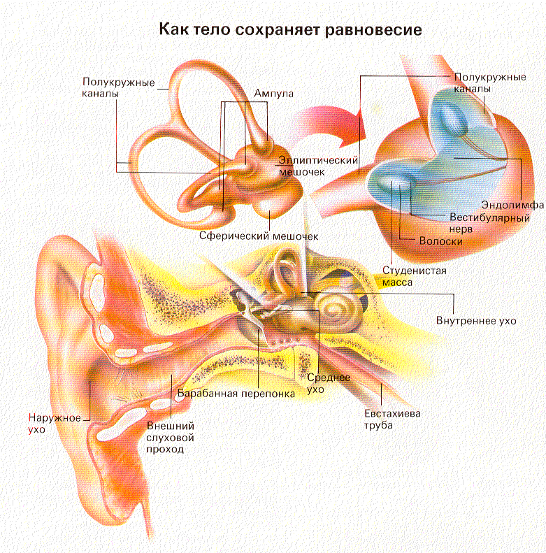 Полукружный канал орган слуха