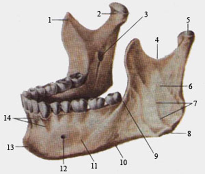 Отдел скелета челюсти. Нижнечелюстная кость анатомия. Кости нижней челюсти человека. Венечный отросток нижней челюсти. Нижняя челюсть анатомия кости.