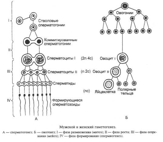Клетку называют сперматоцитов ii порядка. Фазы овогенеза схема. Гаметогенез схема ЕГЭ. Схема овогенеза и гаметогенеза. Образование половых клеток гаметогенез таблица.