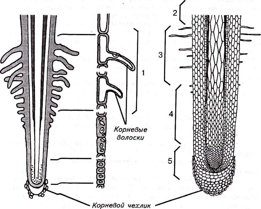 Корень схема биология