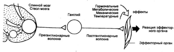 Принцип конечного пути. Схему нейронной организации принципа общего конечного пути.. Воронка Шеррингтона. Разрез Шеррингтона. Прегангл онарныето.