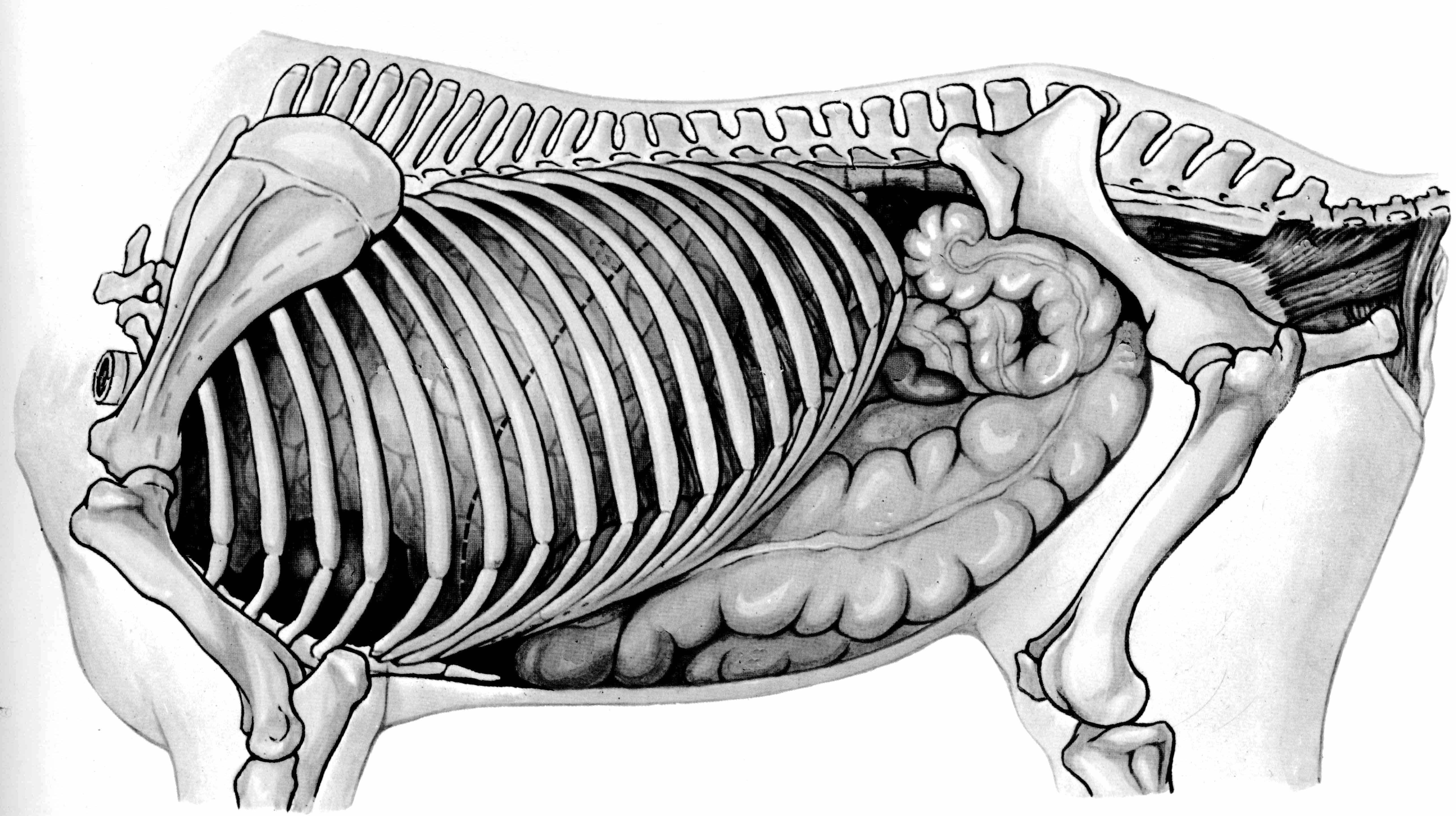 Топография органов брюшной полости лошади