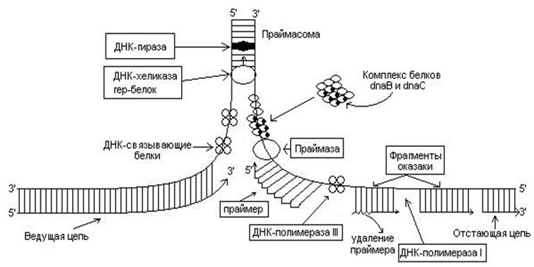 3 этапа репликации. Этапы репликации ДНК схема. Стадии репликации схема. Основные этапы репликации ДНК. Репликация ДНК схема стадии.