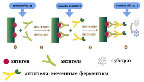 Радиоиммунный анализ схема