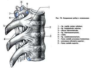 Соединения ребер. Соединение позвонков с ребрами. Соединение ребра с грудным позвонком. Соединение ребер с позвонками сустав. Соединение грудных позвонков с ребрами.
