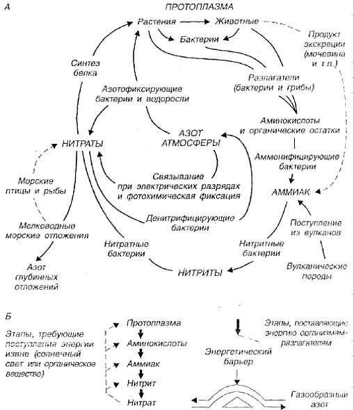 Биогеохимический цикл азота схема