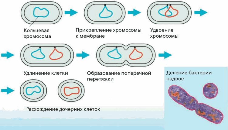 Установите последовательность процессов при размножении человека. Механизм бинарного деления бактериальной клетки. Этапы деления клеток прокариот. Деление прокариотической клетки механизм.
