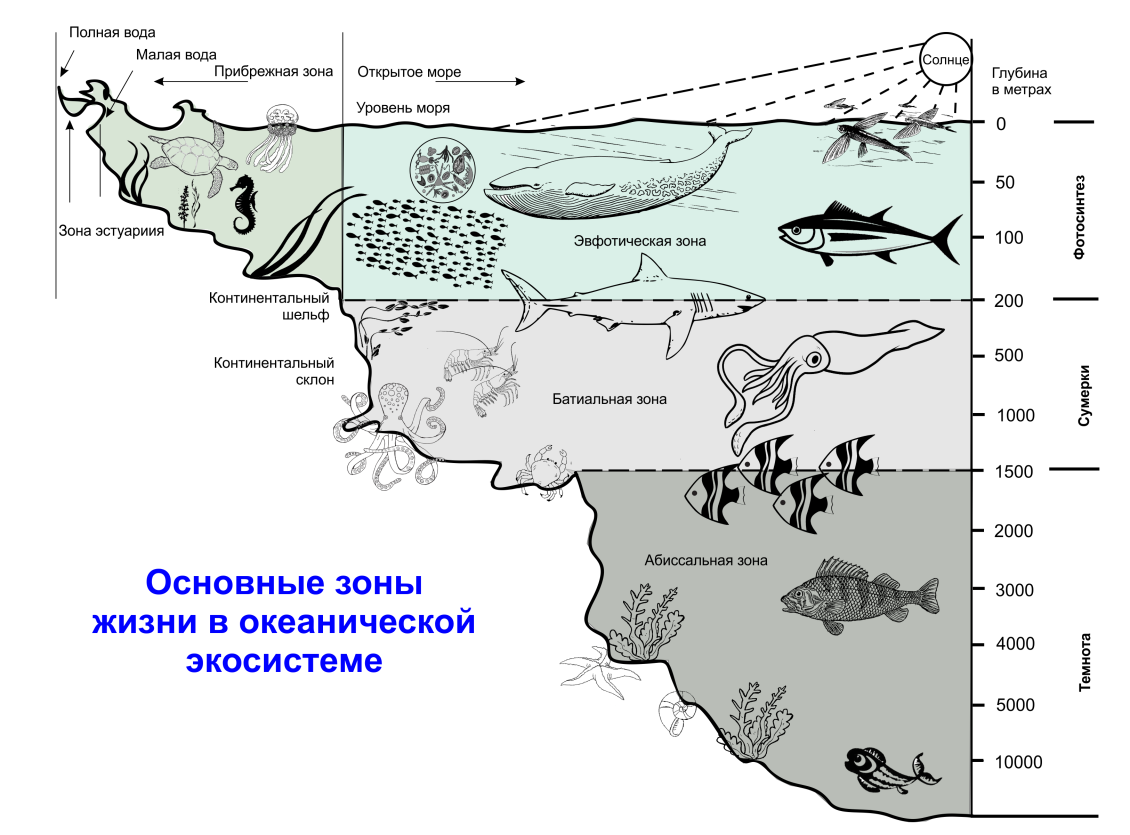 Морские зоны обитания. Зоны обитания в океане. Структура морских экосистем. Схема водной экосистемы. Распространения организмов в воде