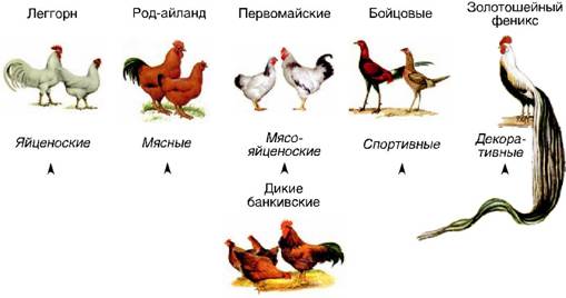 Порода это класс биология. Схема селекции кур. Методический искусственный отбор примеры. Что такое искусственный отбор в биологии 7 класс. Породы кур и их предок.