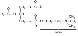 Приведите схему реакции превращения фосфатидилэтаноламина в фосфатидилхолин
