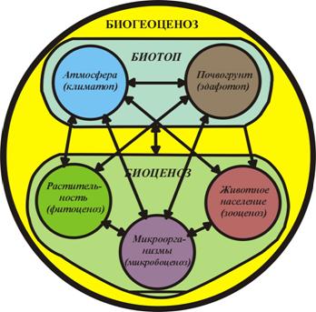 Растение группа биогеоценоза. Структура биогеоценоза (по в н Сукачеву). Биогеоценоз схема Сукачев. Строение биогеоценоза (по в.н. Сукачеву). Схема взаимодействий компонентов биогеоценоза («звезда Сукачева»).