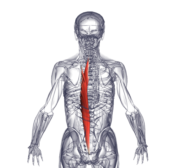 Спин удлинит. Остистая мышца выпрямляющая позвоночник. Мышца выпрямитель позвоночника. Мышца выпрямляющая позвоночник анатомия. Мышца выпрямляющая позвоночник длиннейшая мышца.