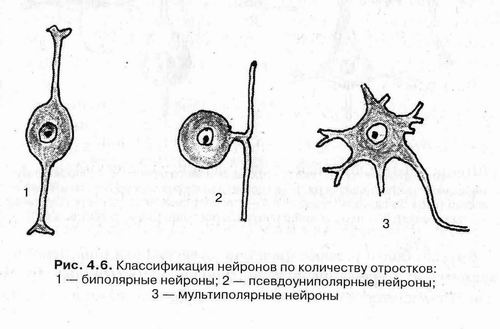 Псевдоуниполярный нейрон обозначен на рисунке буквой