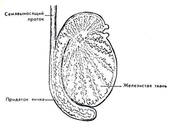 Семявыносящий проток картинки