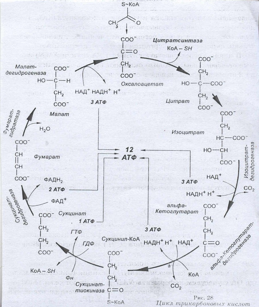Цикл ацетил коа. Метаболические пути образования ацетил-КОА. Цикл Кребса реакции аминокислоты. Ацетил ко а в ЦТК. ЦТК биохимия схема.