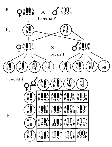 Схема полигибридного скрещивания