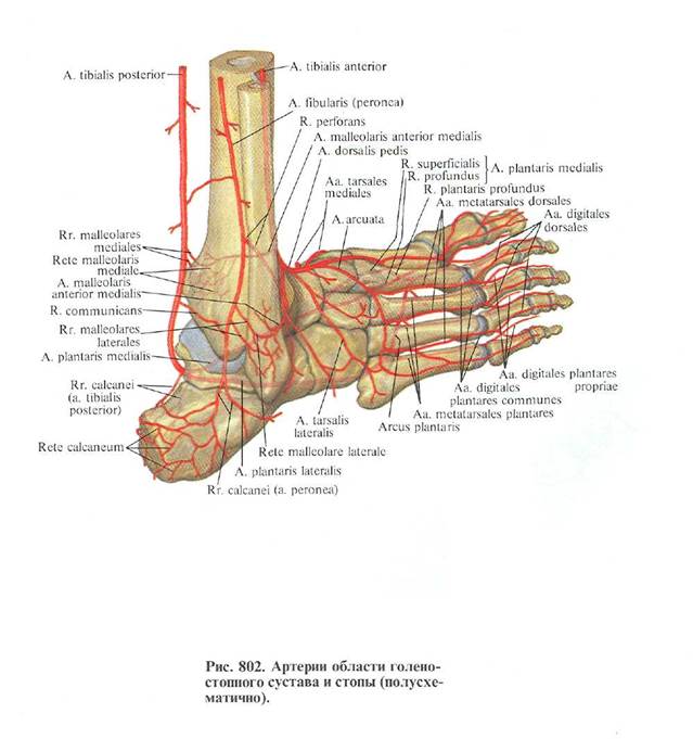Сосуды на стопе схема - 80 фото