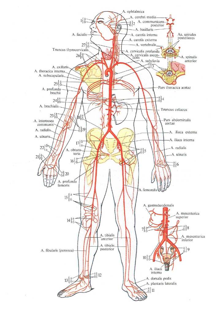 Вены и артерии схема. Артериальная система анатомия схема. Артериальная система схема артерий. Артерии и вены тела человека схема. Артерии человека анатомия схема.