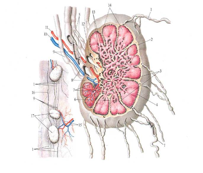 Лимфоузлы структурны. Схема строения лимфатического узла. Строение лимфатического узла анатомия. Строение лимфатической системы и лимфатического узла. Внутреннее строение лимфоузла.