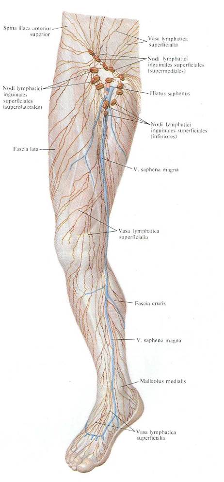 Лимфоузлы на ногах где. Подколенные лимфоузлы. Лимфоузлы нижних конечностей анатомия. Лимфатическая система нижних конечностей. Лимфатические узлы нижней конечности анатомия.