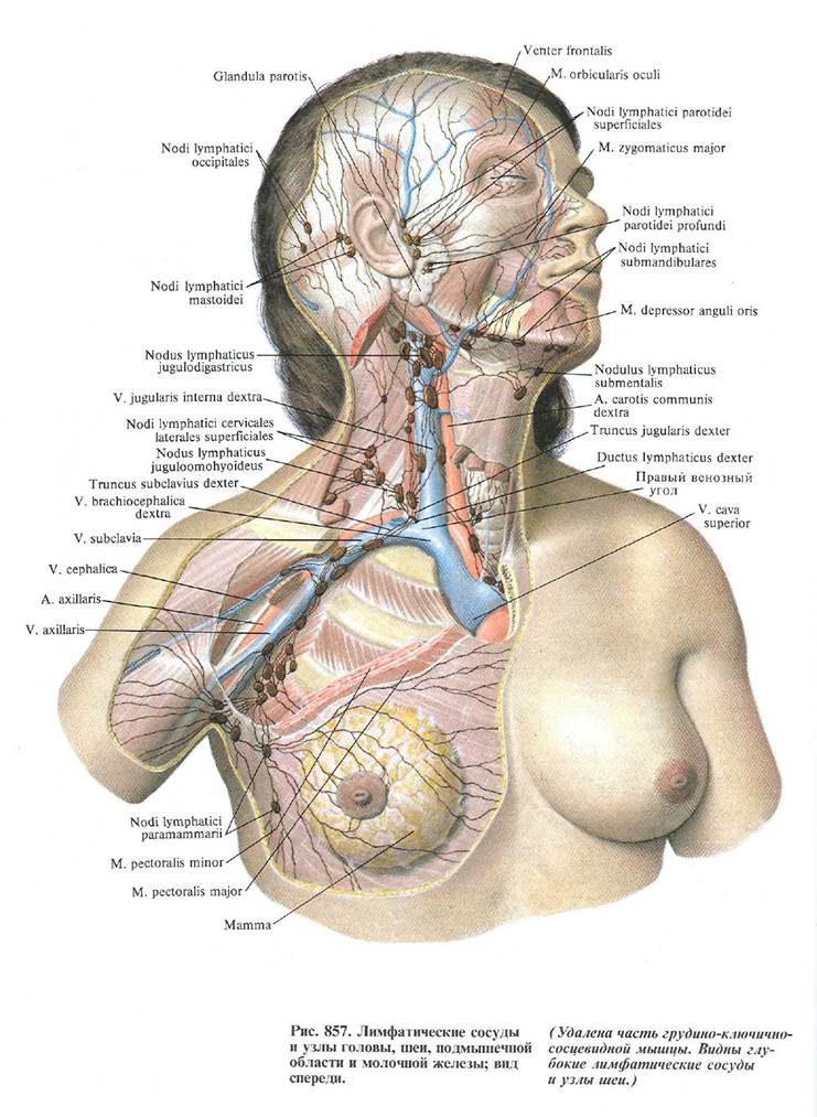 Глубокий лимфатический сосуд. Лимфатическая система лица человека анатомия. Шейные яремные лимфоузлы.