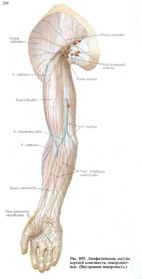 Лимфоузлы кисти. Лимфоузлы верхней конечности анатомия. Лимфатические узлы верхней конечности схема. Локтевые лимфоузлы анатомия. Лимфатические узлы верхней конечности анатомия схема.