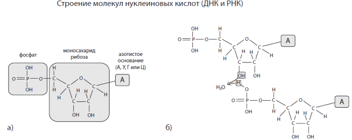 Нуклеиновые кислоты фосфор. Фосфатная группа РНК. Остаток фосфорной кислоты РНК. Фосфатная группа ДНК. Нуклеиновые кислоты остаток фосфорной кислоты ДНК РНК.