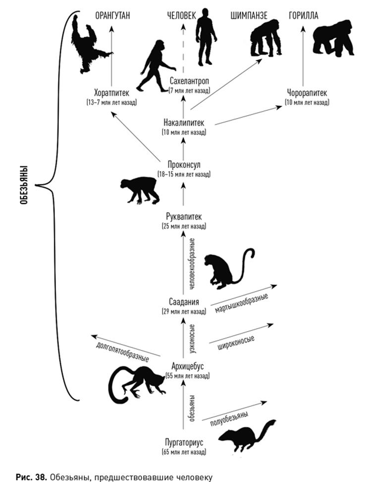 Схема происхождения человека