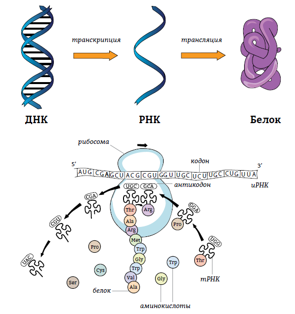 Транскрипция трансляция биосинтез. ДНК транскрипция РНК трансляция белок схема. Процессы транскрипции и трансляции. ДНК транскрипция РНК трансляция белок. Процессы транскрипции и трансляции в биологии.