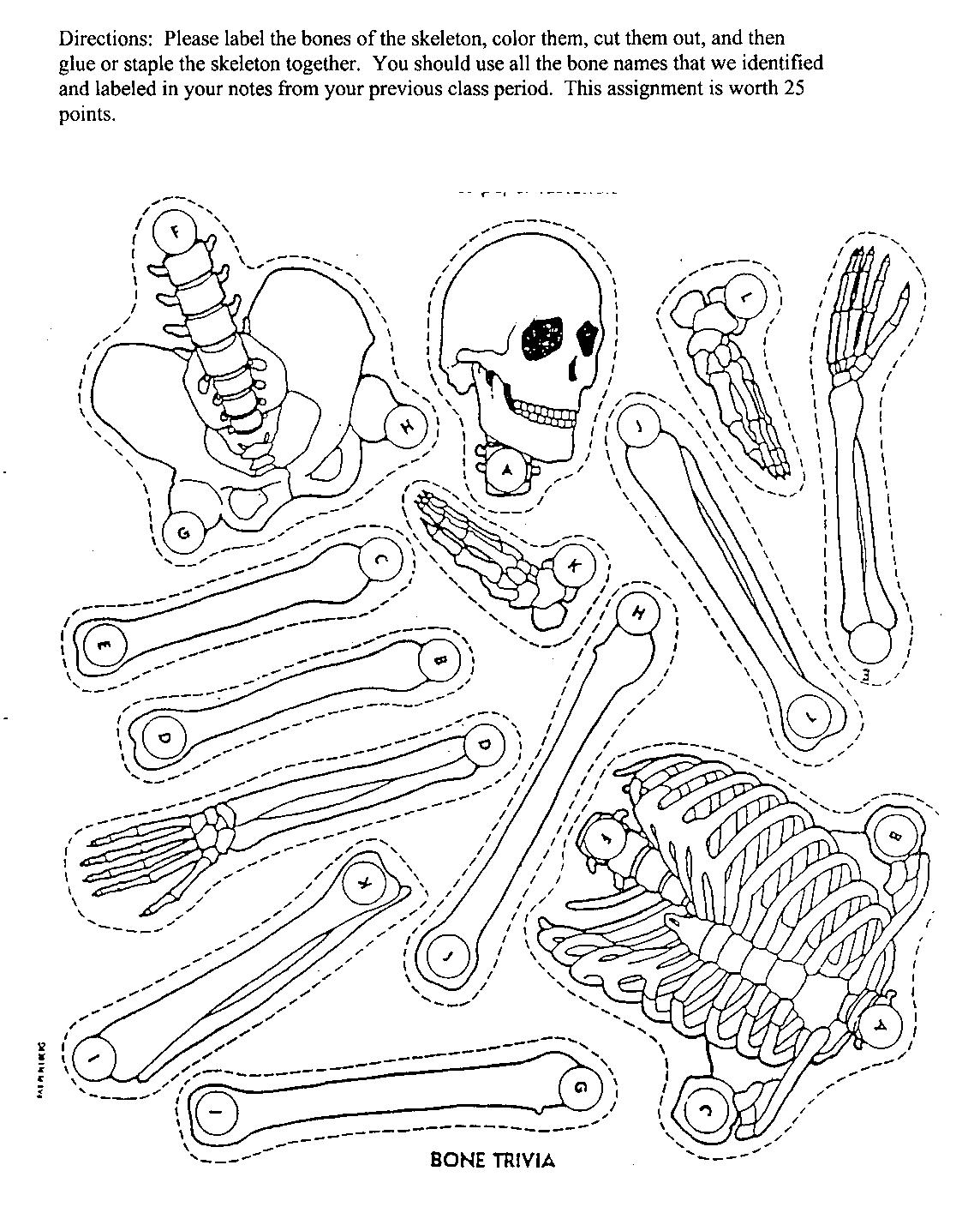 Задания по скелету. Макет скелета для детей. Скелет задания для детей. Собери скелет. Части скелета для аппликации.