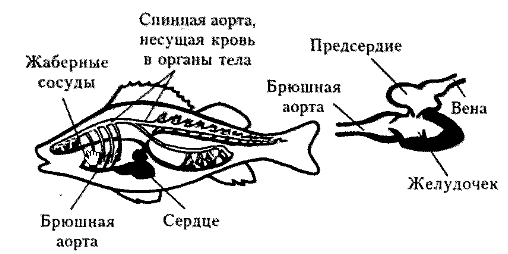 Нарисовать кровеносную систему рыбы