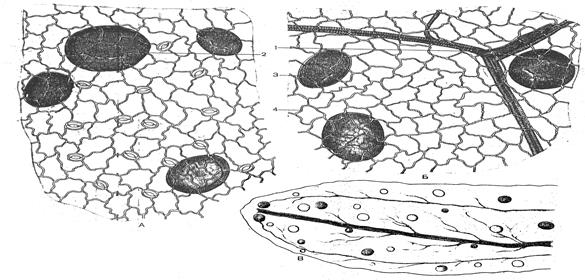 Микроскопический анализ лекарственного растительного. Микроскопия листа красавки. Зверобой микроскопия. Лист белладонны микроскопия. Микроскопический анализ.
