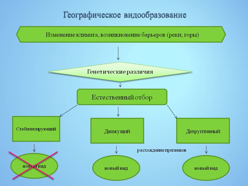 Географическое видообразование возникает в результате. Географическое видообразование. Географическое видо оброзование. Географическое в до образование. Географическое видообразование это в биологии.