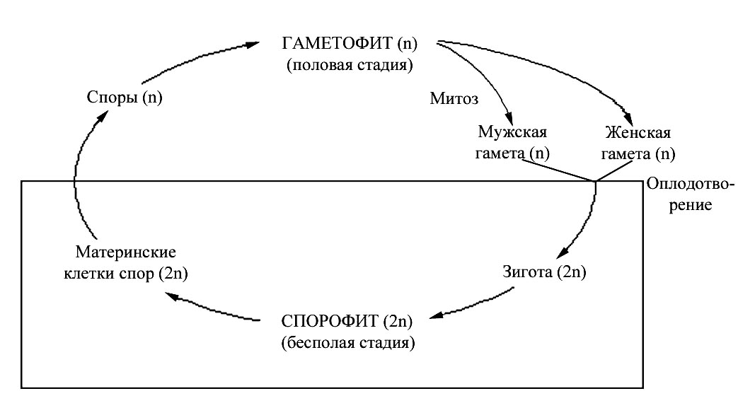 При делении жизненного цикла овощных растений. Цикл развития растений схема. Жизненный цикл споровых растений схема. Цикл развития высших споровых растений схема. Общая схема цикла развития растений.