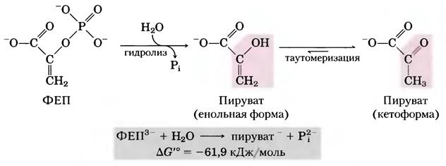 Амины гидролиз. Енольная форма пировиноградной кислоты. Фосфоенолпируват в пируват. ФЕП В пируват. Енольная форма ПВК.