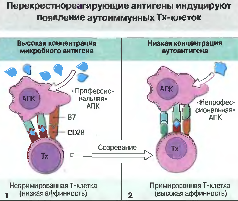 Основные группы антигенов. Перекрестно реагирующие антигены иммунология. Перекрестно реагирующий антиген схема. Перекрестное реагирование антигенов и антител это. Перекрестнорепгирующие антигены бактерий.