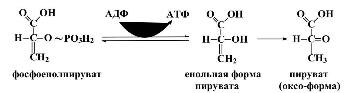 Пируват атф. 2-Фосфоенолпируват формула. Фосфоенолпировиноградная кислота формула. Енольная форма пировиноградной кислоты. Фосфоенолпируват в пируват.