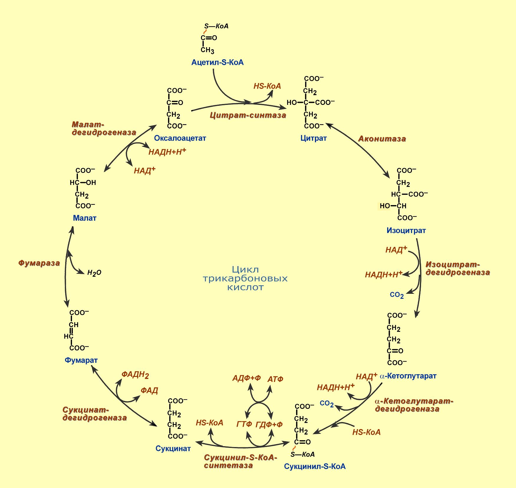 Цикл ацетил коа. Сукцинил-КОА цикл трикарбоновых кислот. Цикл трикарбоновых кислот ЦТК биохимия. Цикл трикарбоновых кислот мультиферментный комплекс. Цикл трикарбоновых кислот цикл Кребса.