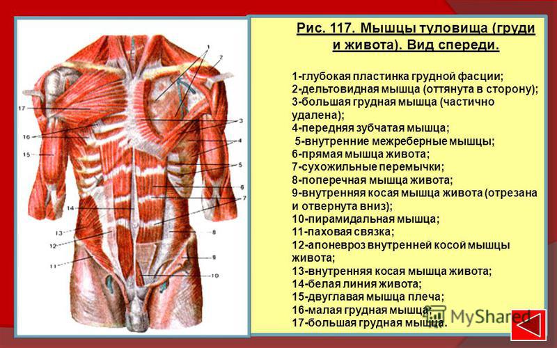 Фасции спины. Строение мышц туловища спереди. Мышцы туловища анатомия вид спереди. Поверхностные мышцы груди, туловища спереди. Мышцы груди и живота вид спереди.