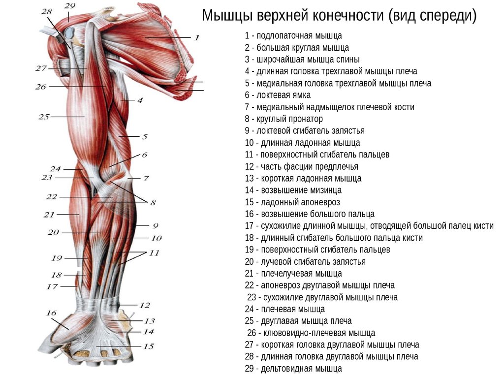 Передняя часть человека. Мышцы верхней конечности вид спереди. Глубокие мышцы верхних конечностей вид спереди. Мышцы свободной верхней конечности анатомия строение. Мышцы верхней конечности анатомия вид спереди.