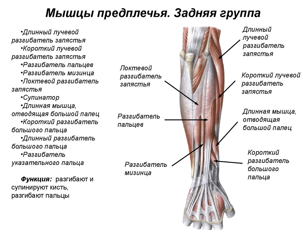 Сгибатели кисти. Предплечье мышцы анатомия задняя поверхность. Задняя группа разгибателей предплечья. Мышцы предплечья анатомия передняя группа. Мышцы предплечья задняя группа поверхностный слой.