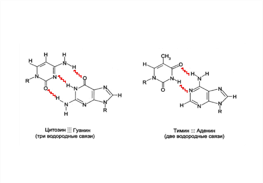 Водородный связи между аденином и тимином. Водородные связи между нуклеотидами. Соединение аденина и Тимина. Водородные связи между Тимин-аденин, гуанин-цитозин.. Связь аденина и Тимина.