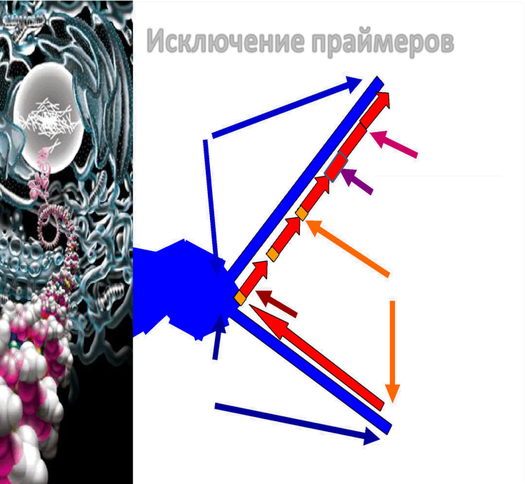 Днк после смерти. Холофермент ДНК-полимеразы III. Лигазы в генной инженерии. Энзимы ДНК. ДНК лигаза.