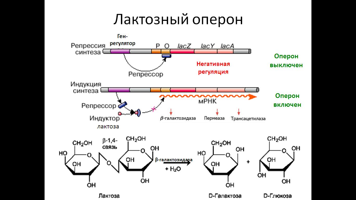 Регуляция биосинтеза белков у прокариот. Lac оперон схема. Строение Lac оперона. Гены лактозного оперона. Лактозный оперон бактерий.