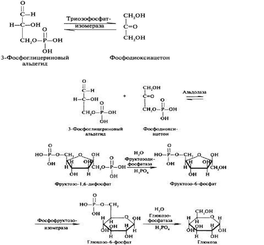 Биосинтез гликогена. Синтез Глюкозы из лактата. Образование Глюкозы из лактата реакции. Синтез Глюкозы из лактата в формулах. Синтез Глюкозы из лактата реакции.