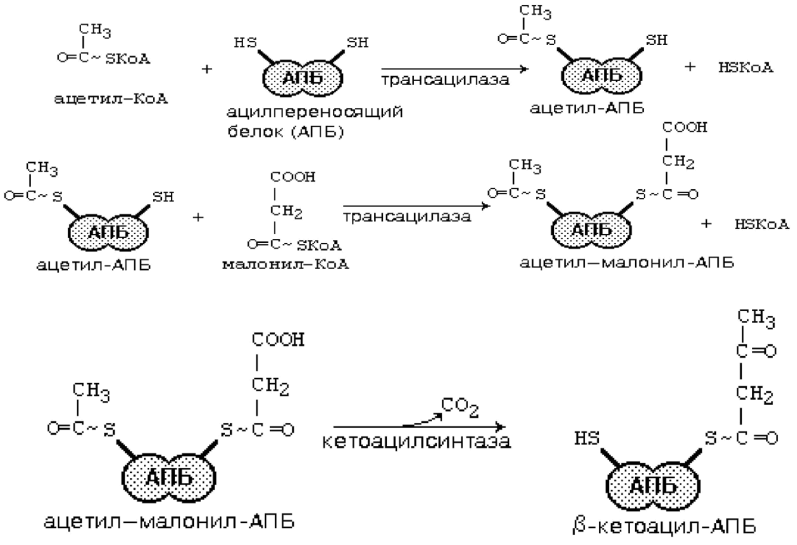 Схема биосинтеза пальмитиновой кислоты. Синтез жирных кислот биохимия схема. Синтез масляной кислоты из ацетил КОА. Синтез высших жирных кислот из ацетил КОА.